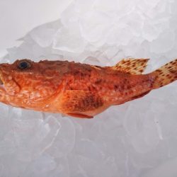 康仁丸・ジギング釣り果